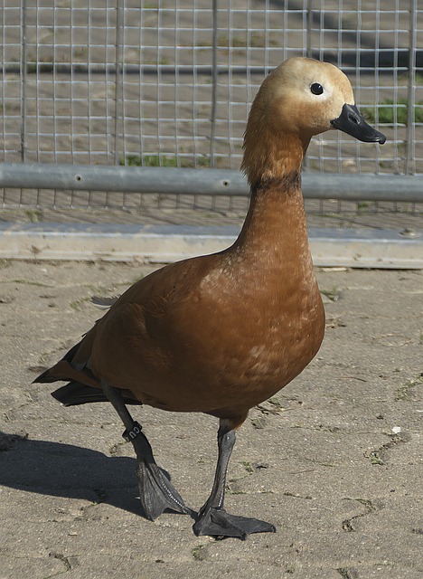 始关注越南